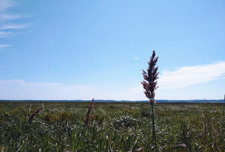 サロベツ湿原の写真