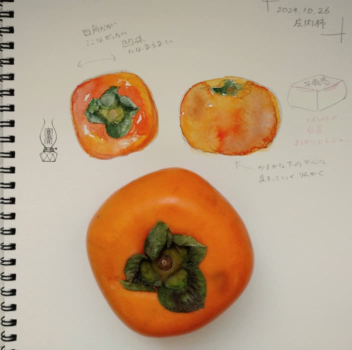 柿の水彩スケッチと、庄内柿（ほんもの）。